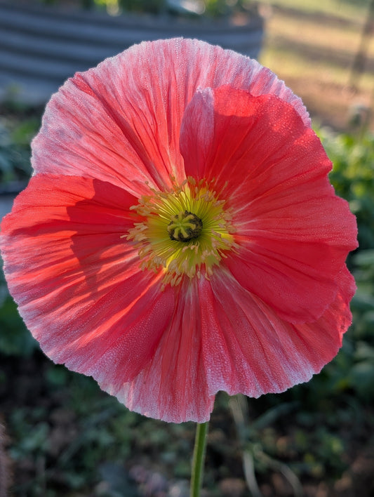 🌸 Bringing Poppies Indoors & Making Them Last! 🌸
